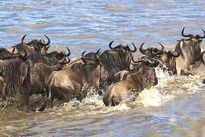 Serengeti-Wilderbeest-Migration