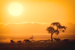 Sunset_in_Maasai_Mara_National_Park