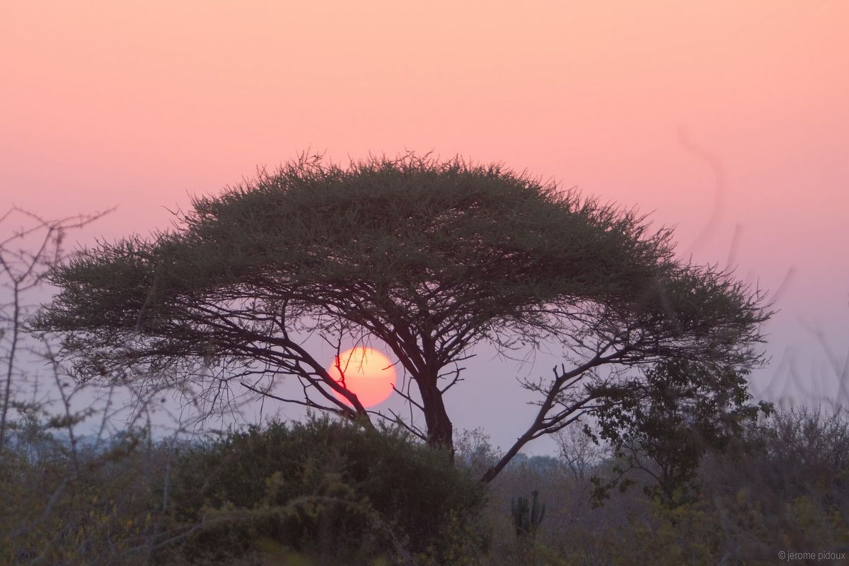 Sunset_in_Ruaha_National_Park