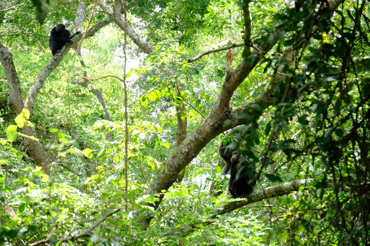 Thick_Forest_in_Mahale_Mountains_National_Park