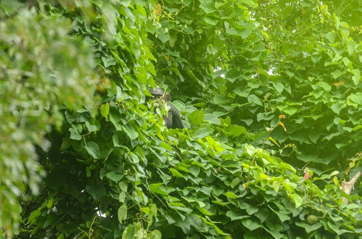 Thick_Vegetation_in_Gombe_Stream_National_Park