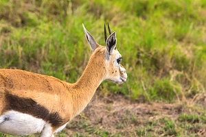 Thomson_Gazelle_in_Amboseli_Nationa_Park