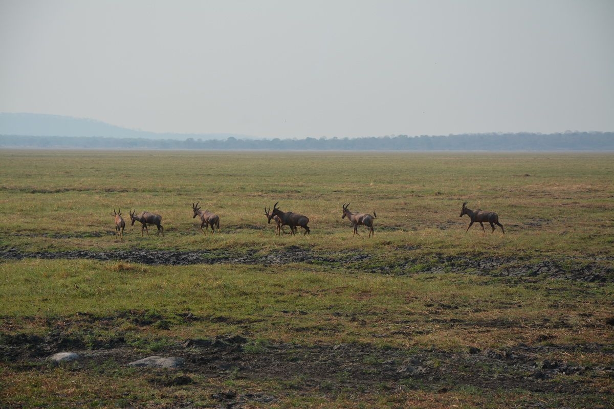 Topis_in_Katavi_National_Park