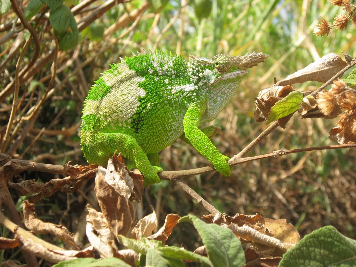 Usambara_Mountains_Chamelion_(2)