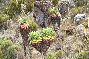 Vegetation_of_Mount_Kilimanjaro
