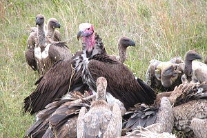 Vulturs_in_Serengeti_National_Park