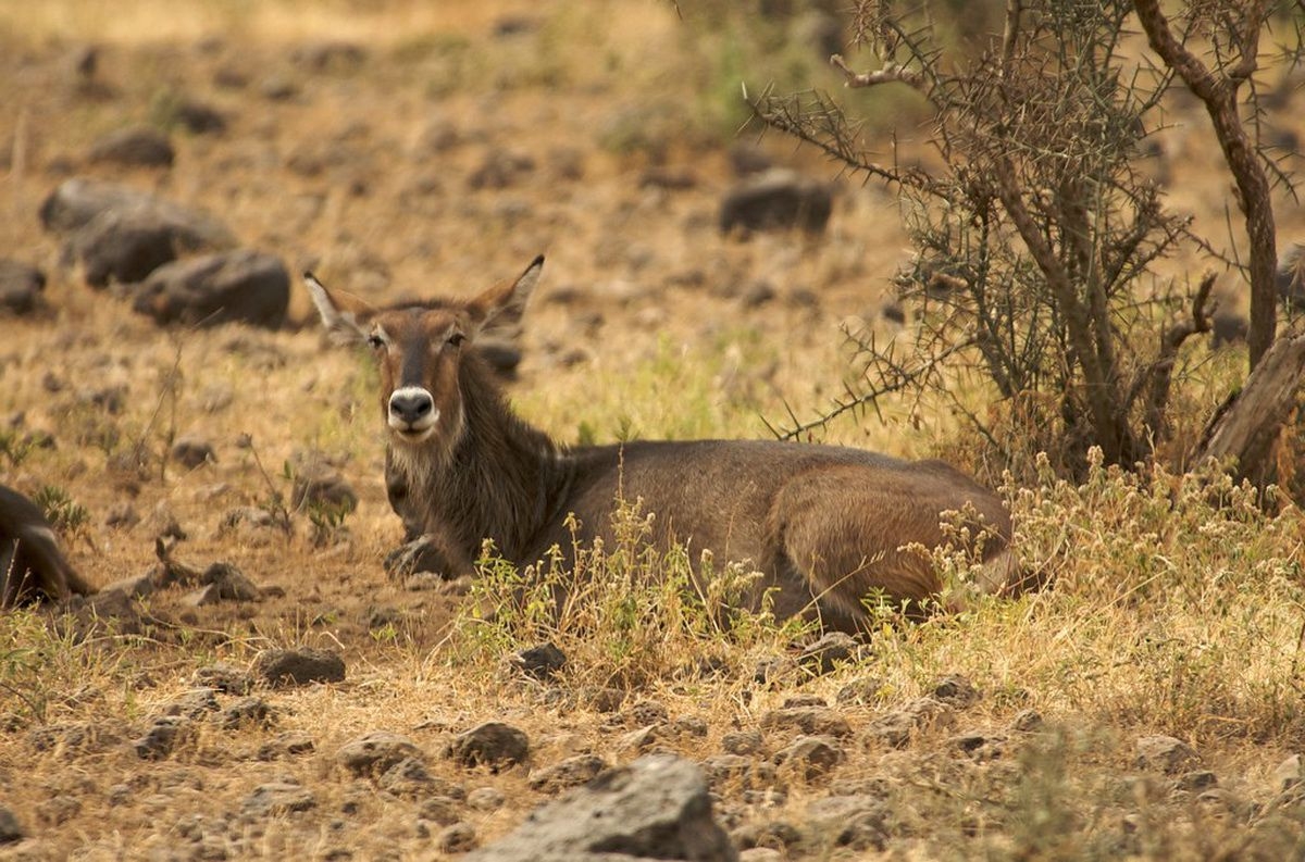 Waterbuck_in_Amboseli_Nationa_Park