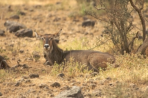 Waterbuck_in_Amboseli_Nationa_Park