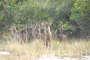 Waterbuck_in_Saadani_National_Park