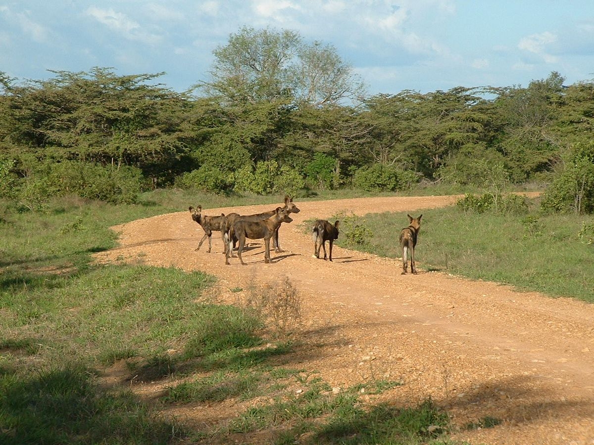 Wilddogs_in_Selous_Game_Reserves