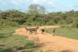 Wilddogs_in_Selous_Game_Reserves