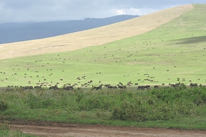 Wilderbeats_in_Ngorongoro_Crater