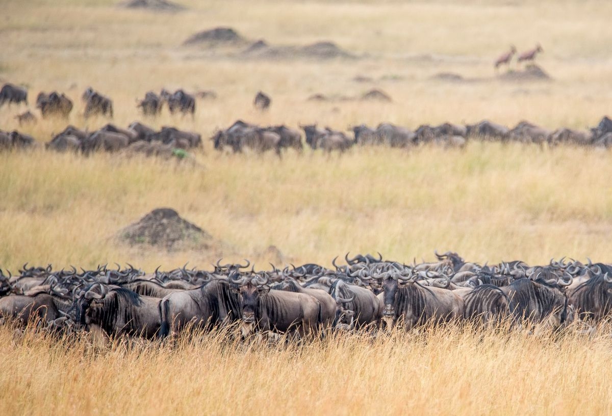 Wilderbeests_in_Maasai_Mara_National_Park