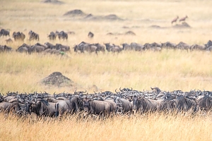 Wilderbeests_in_Maasai_Mara_National_Park