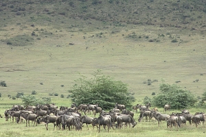 Wilderbeests_in_Ngorongoro_Crater