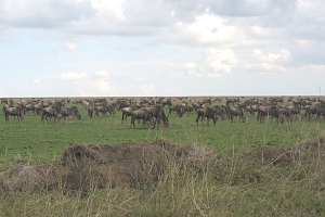 Wilderbeests_in_Serengeti