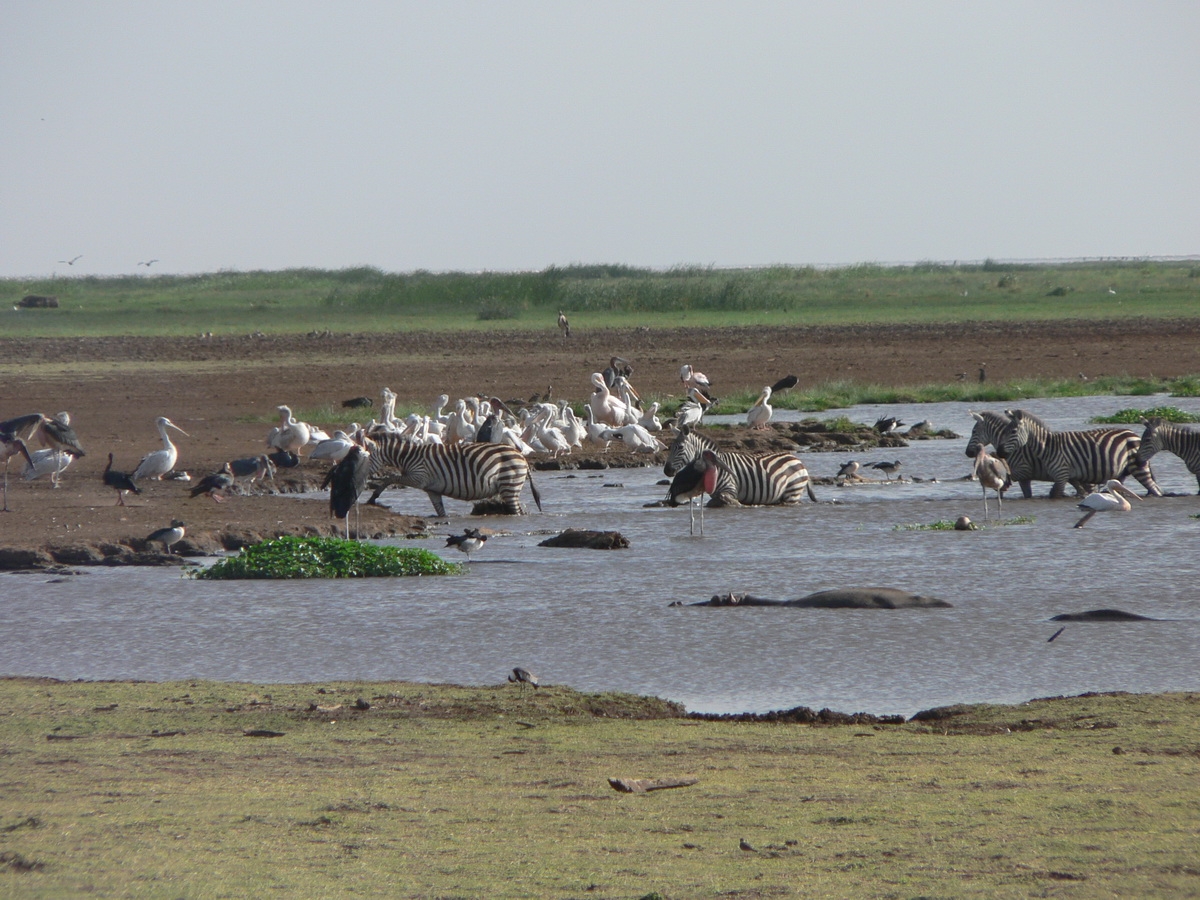 Wildlife_in_Lake_Manyara_National_Park