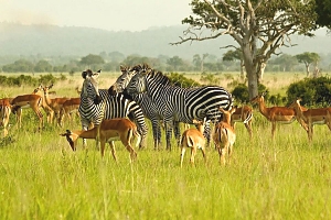 Wildlife_in_Mikumi_National_Park