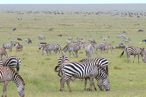 Zebras_(herd)_in_Serengeti_National_Park