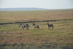Zebras_in_Katavi_National_Park