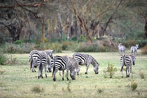 Zebras_in_Maasai_Mara_National_Park