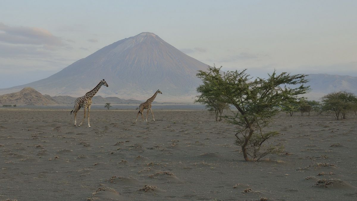 Zebras_in_Mount_Oldoinyo_Lengai