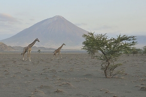 Zebras_in_Mount_Oldoinyo_Lengai