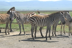 Zebras_in_Ngorongoro_Crater