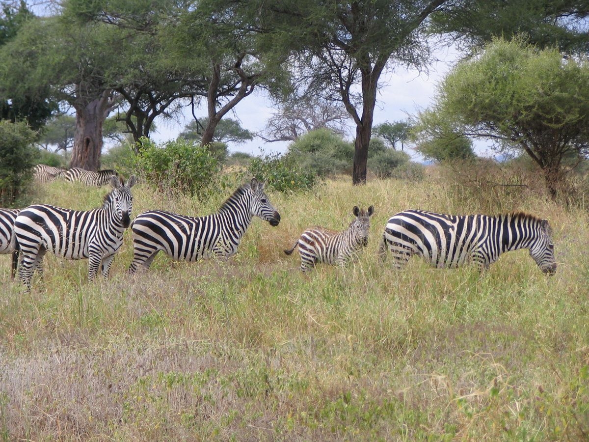 Zebras_in_Tarangire_National_Park