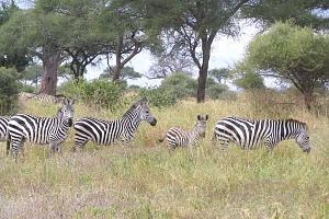 Zebras_in_Tarangire_National_Park