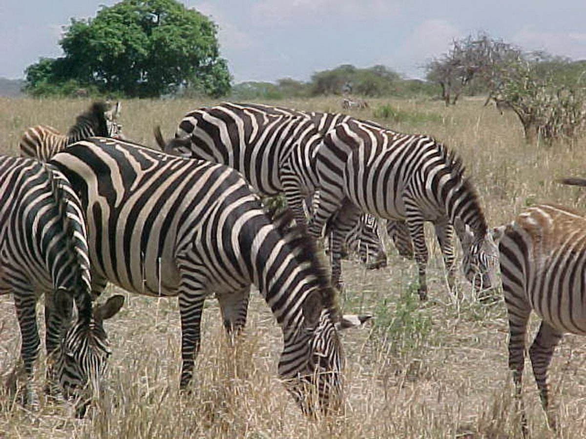 Zebras_on_Tarangire_National_Park