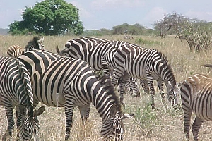 Zebras_on_Tarangire_National_Park